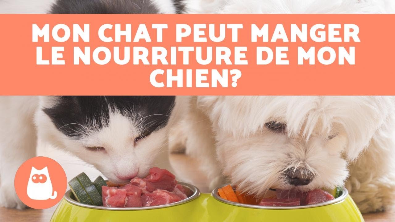 Est-ce que les chats peuvent manger de la nourriture pour chien ? 🙀