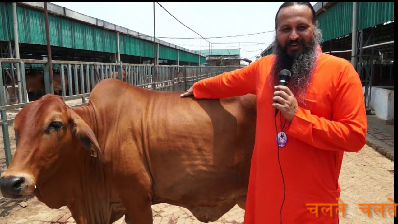शुद्ध साहिवाल गाय की कैसे पहचान करे -  Identify characteristics of Sahiwal Cow