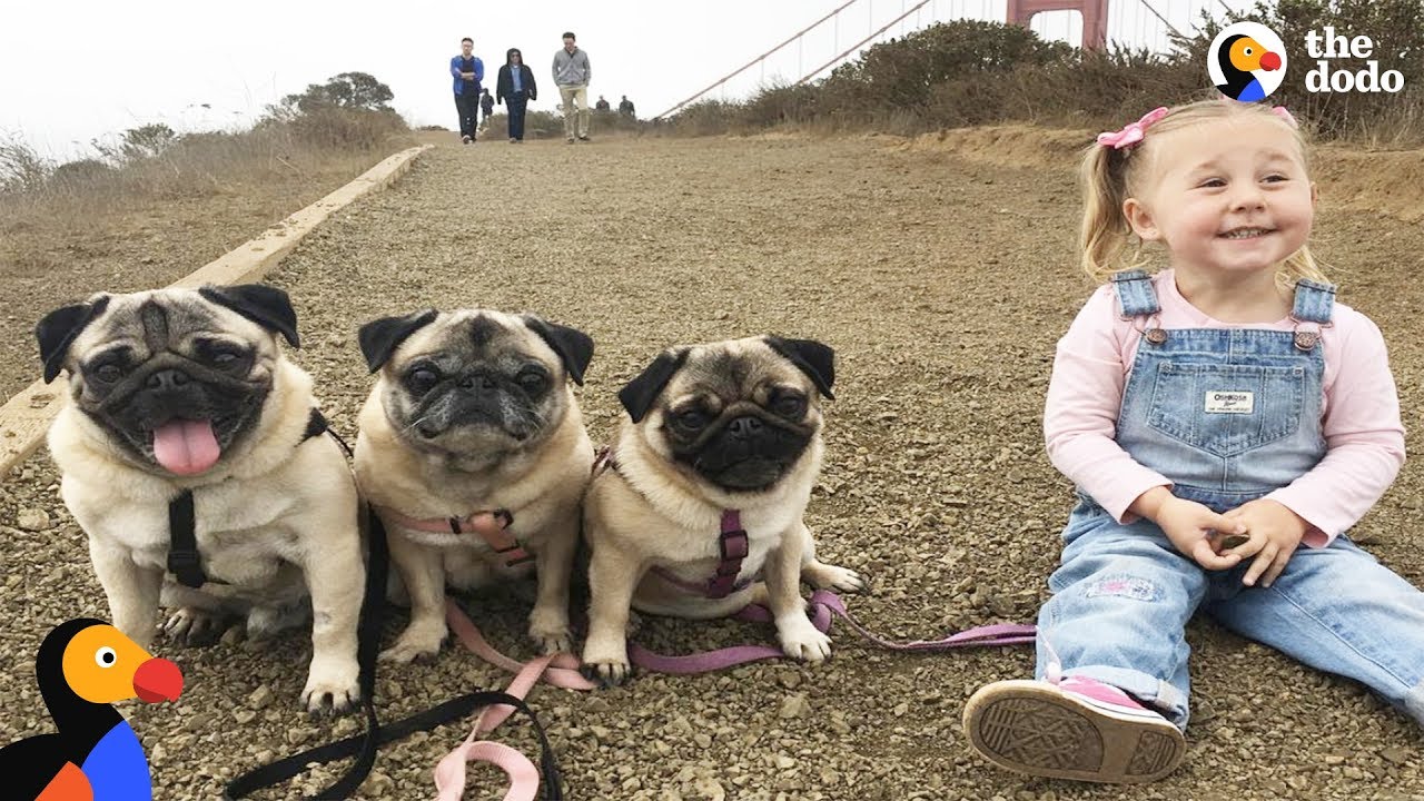 Kids Growing Up with Dogs as Their Best Friends | The Dodo