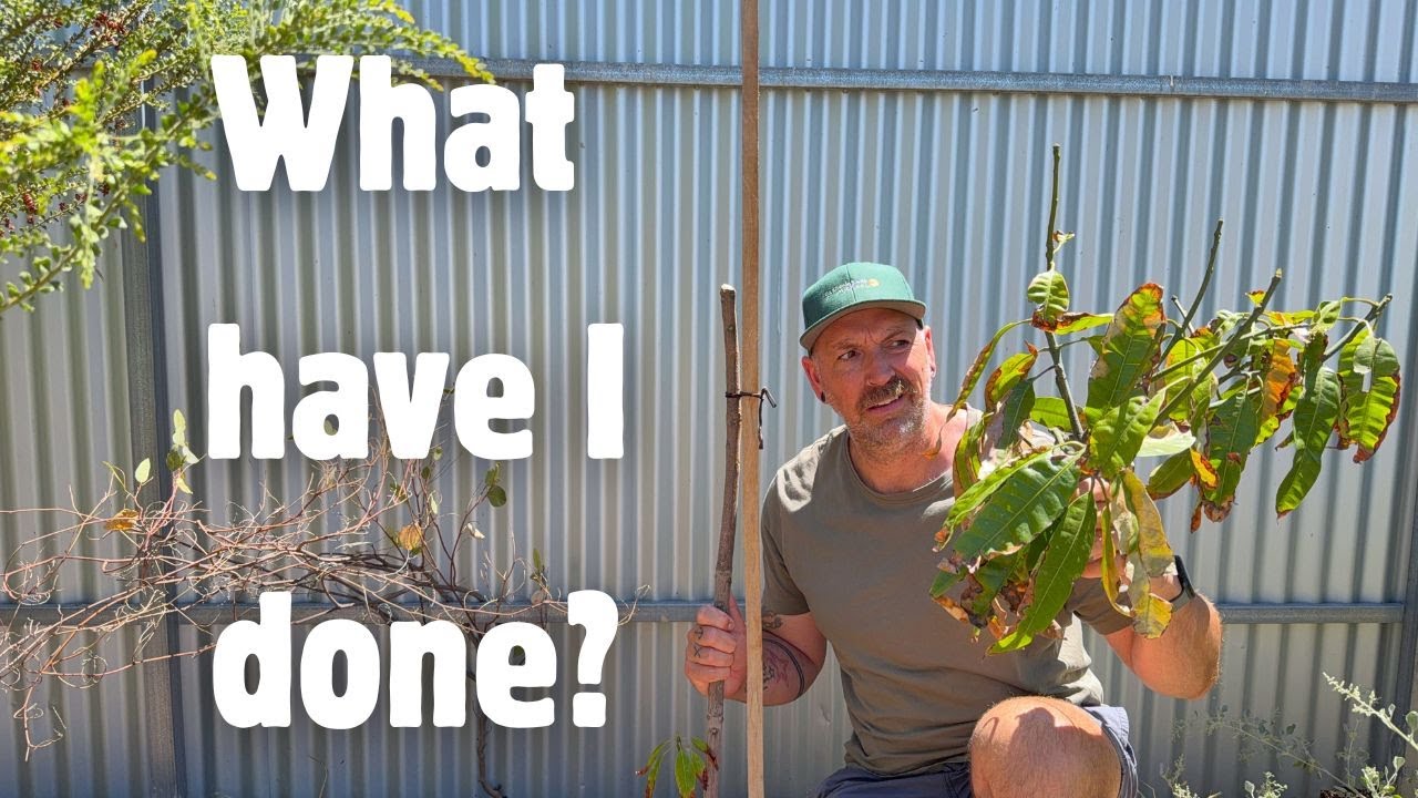 Moving my Mango tree and harvesting fruit | Garden VLOG