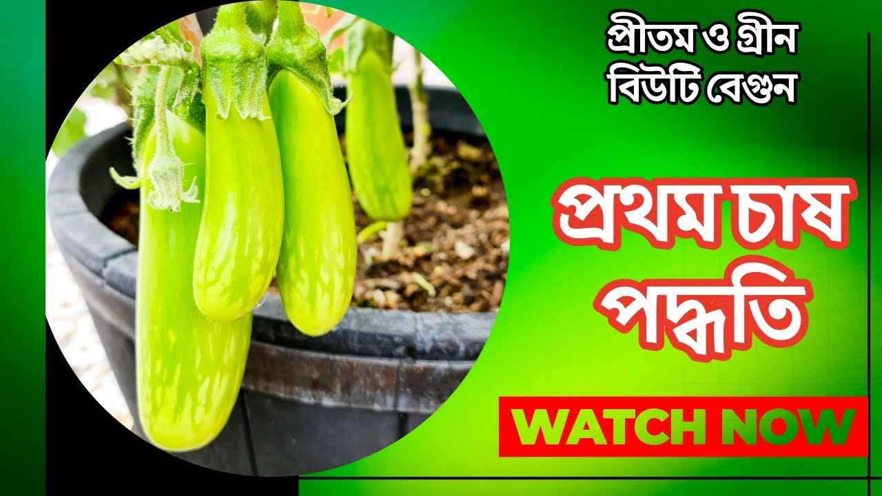 প্রীতম বেগুন ও গ্রীন বিউটি বেগুনের প্রথম চাষ পদ্ধতি | উচ্চ ফলনশীল বেগুন চাষ