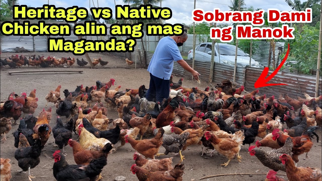 Bank Manager Iniwan ang Trabaho at Kumikita ngayon sa Manok Farming