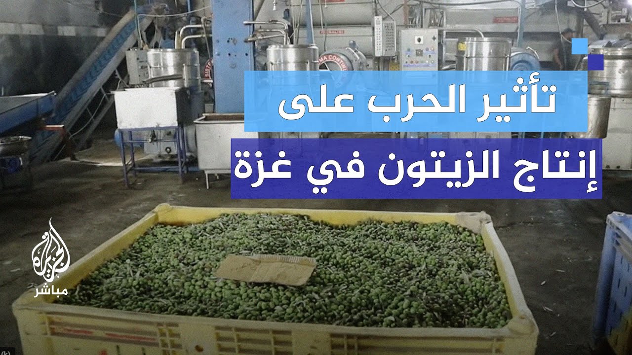 الزيتون في غزة.. من الازدهار إلى الدمار
