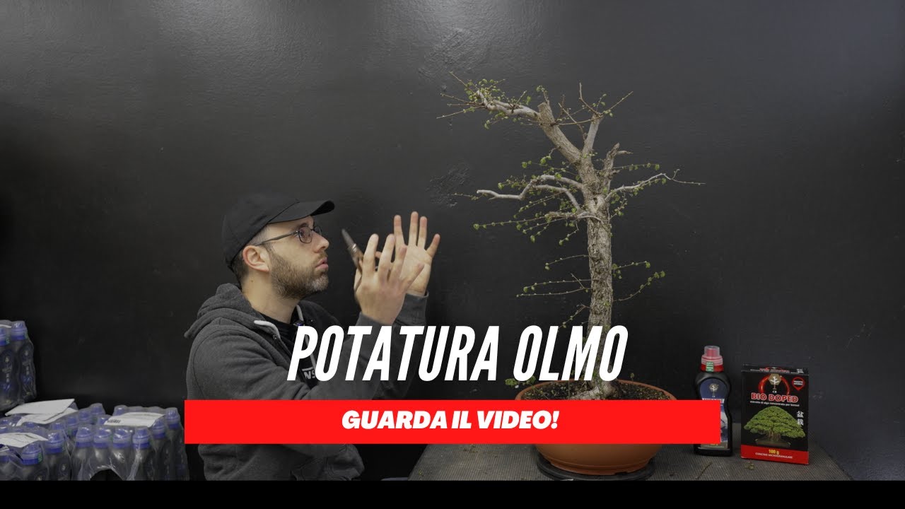 POTATURA OLMO PREBONSAI