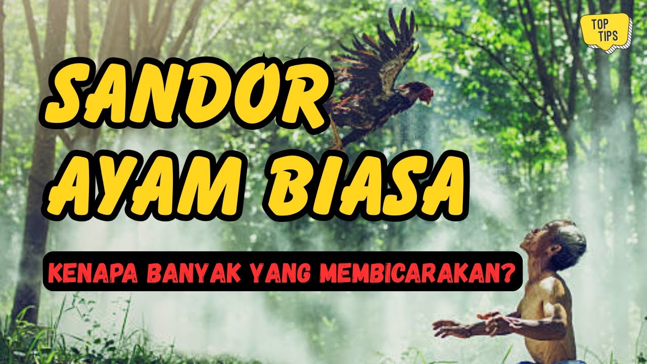 Ayam Biasa ? Ini Alasan Sandor Menarik Perhatian Banyak Orang I Eps.1