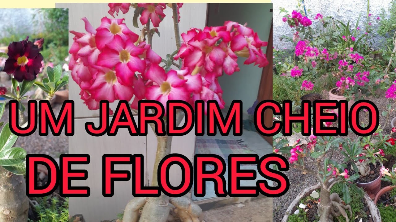 UM JARDIM JARDIM CHEIO DE FLORES #flower #flowers #florida #flores #plants #jardim 