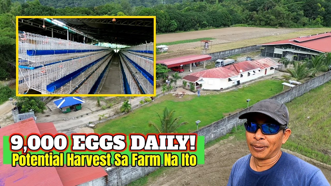 Egg Production Farm Business