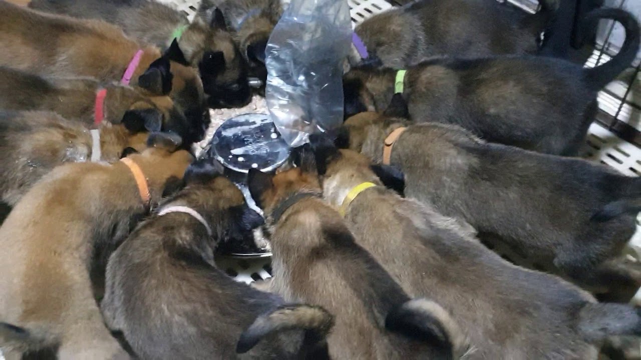 1 month and 4 days old Belgian Malinois Puppies.