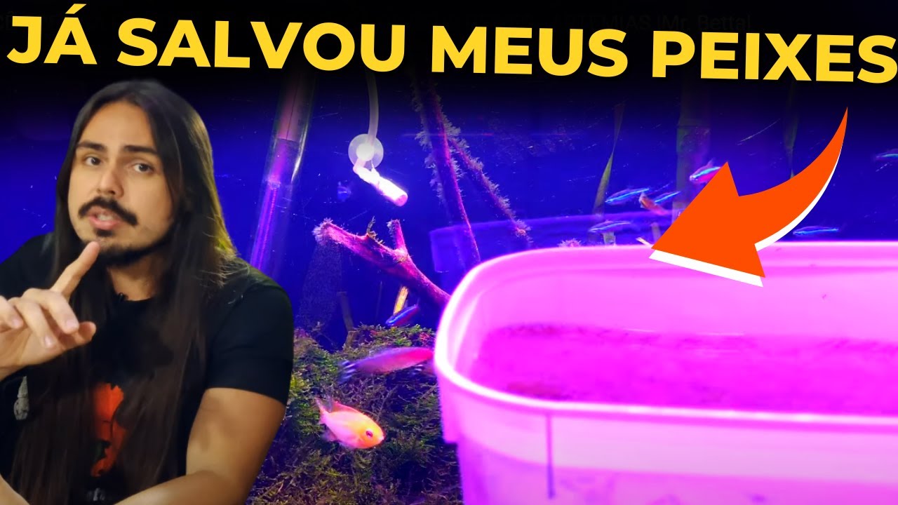 🔴VOCÊ PRECISA DAR ESSE ALIMENTO PARA OS SEUS PEIXES - ARTEMIAS |Mr. Betta|