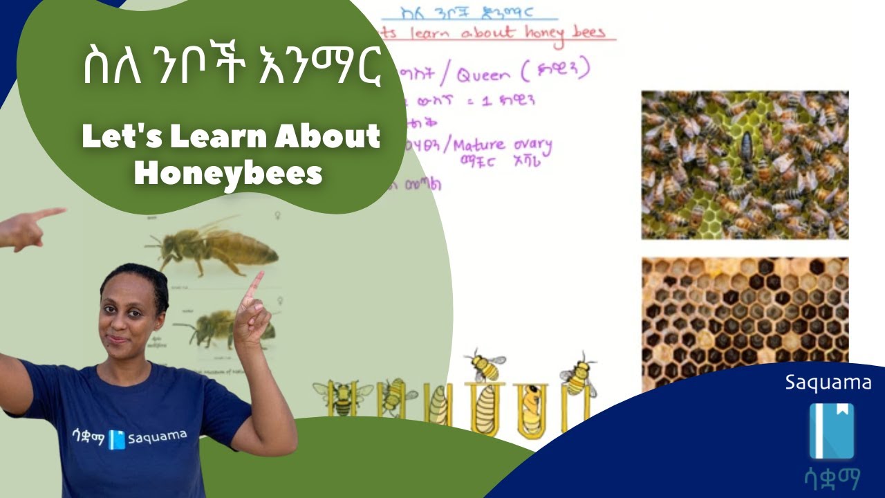 Let’s Learn About Honeybees/ስለ ንቦች እንማር