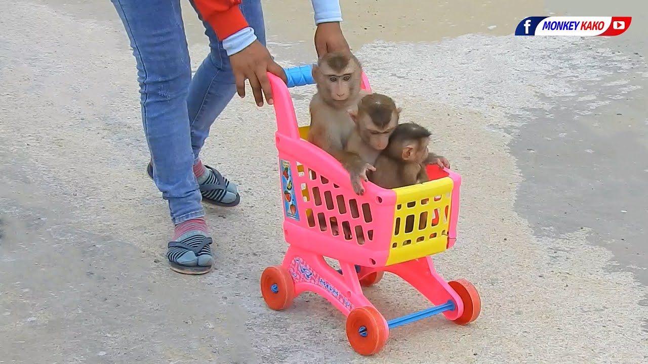 Amazing Monkey, Brother And Two Sister KAKO LUNA With Tiny NINA Riding Stroller