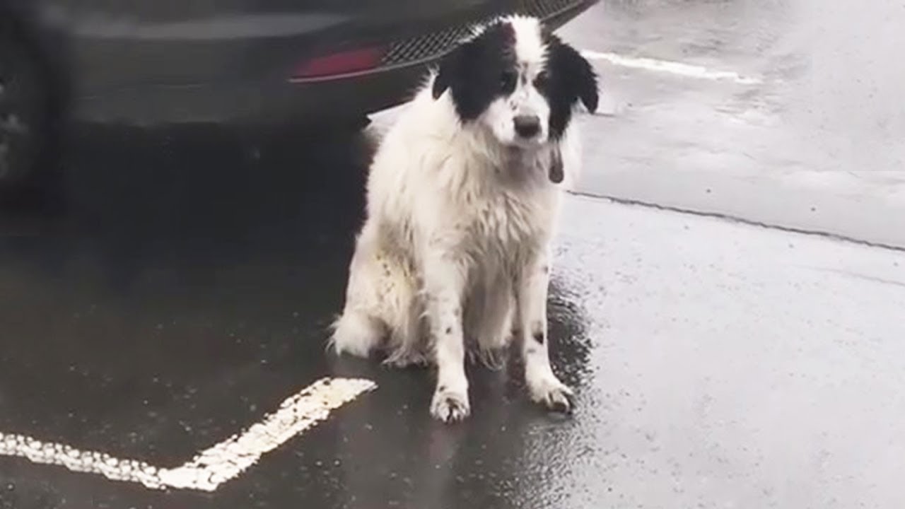 The dog sitting in the rain for hours thought his owner would come back for him