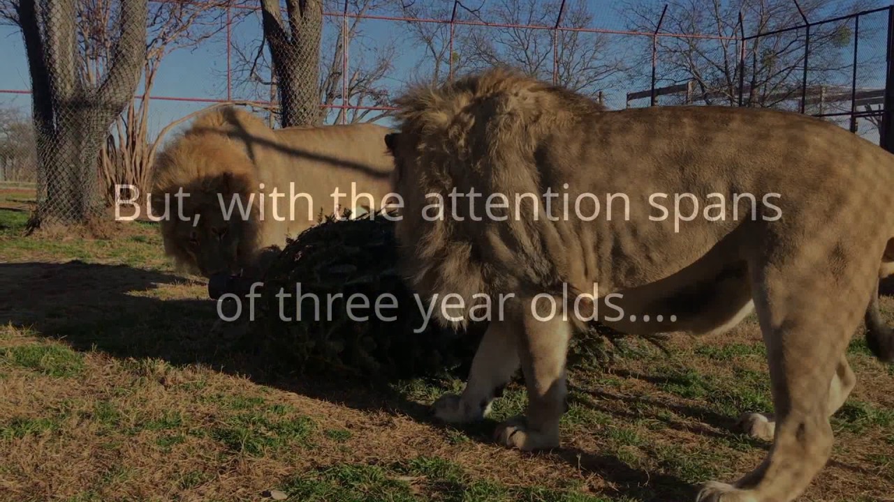 Big Cat Christmas Tree Party at CARE