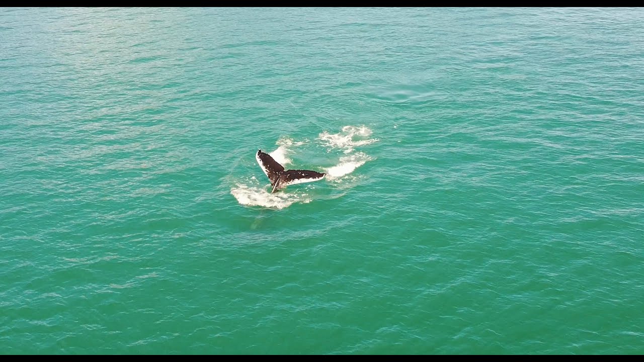 BALEIAS e GOLFINHOS em ILHABELA: CONHEÇA o VIVA INSTITUTO VERDE AZUL