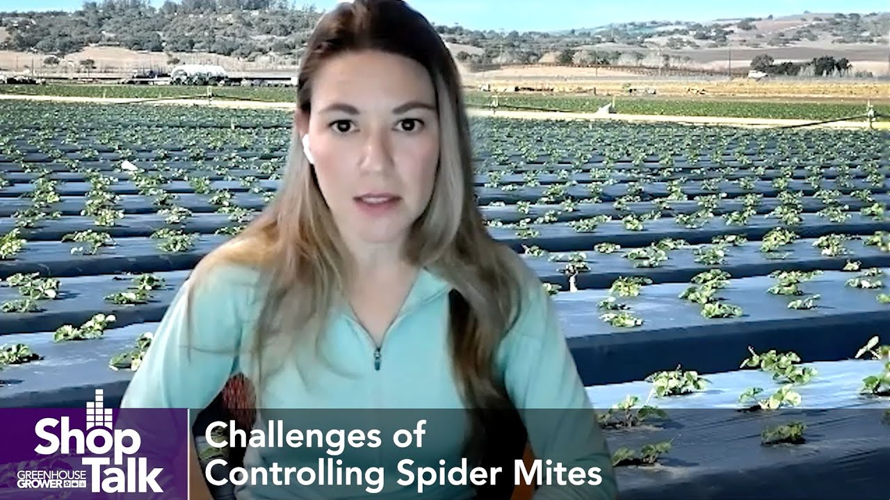 Managing Spider Mites in Greenhouse Ornamentals