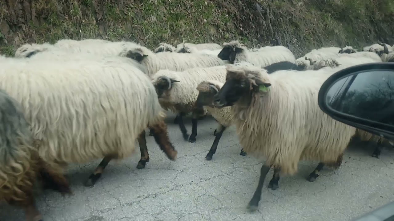 stado ovaca na putu