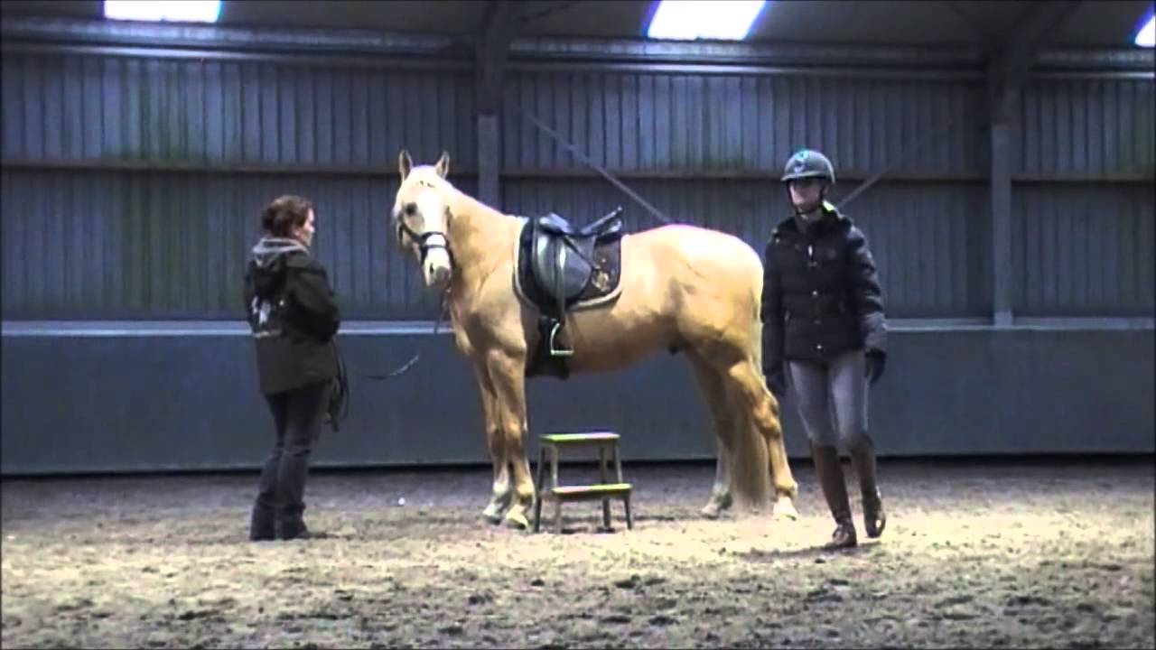palomino hengst grondwerk en zadelen