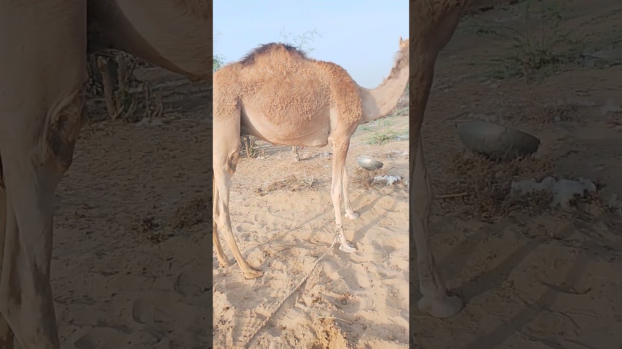 Beauty of thar 🥰