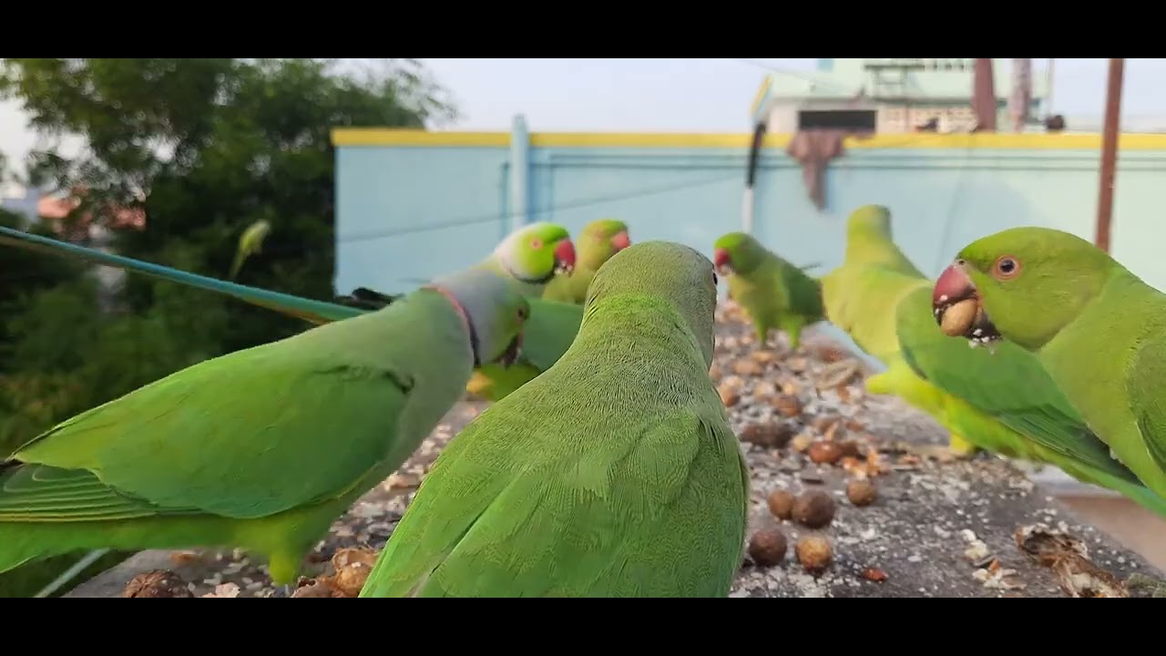 The Beauty of Green Parakeets: A Relaxing Nature Study