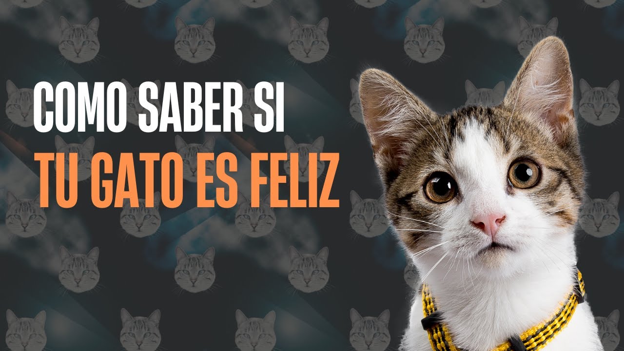 SABIAS ESTO SOBRE LA FELICIDAD DE TU GATO