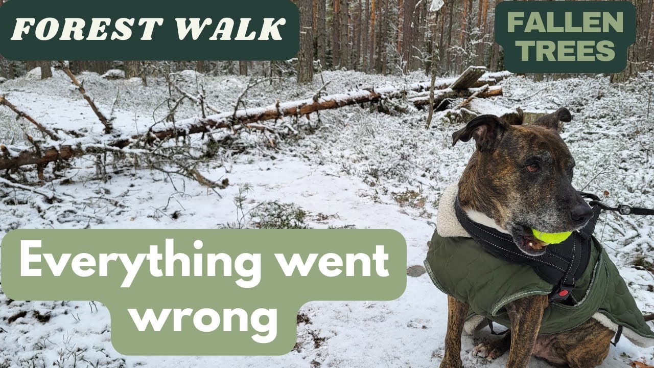 Forest walk in Sweden with dog Ushi after heavy storm everything went wrong, camera broke, Ushi sick