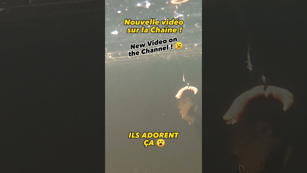 Comment pecher facilement le Black Bass ? pauvre Vers de terre...