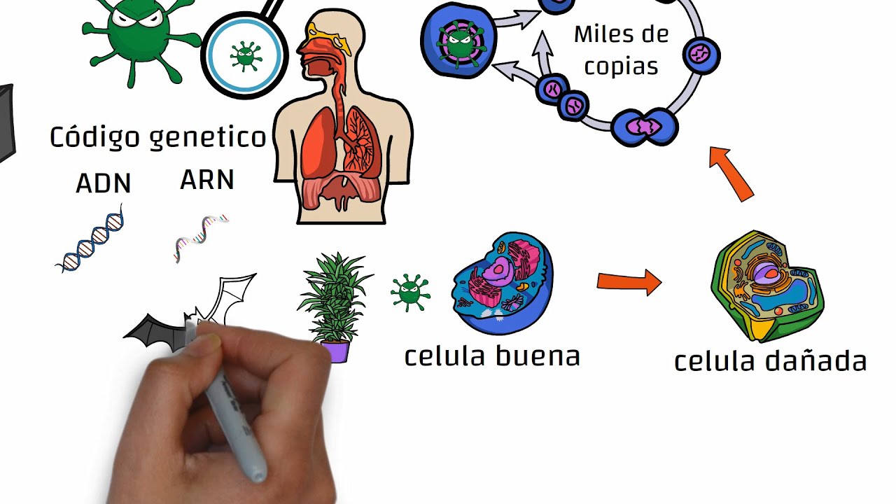 ¿Qué son los virus?