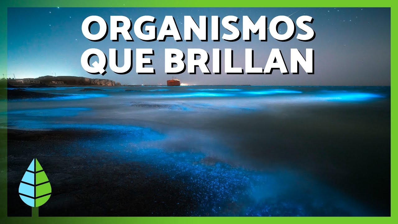 BIOLUMINISCENCIA ✨🪼🌿 | QU&Eacute; ES, ejemplos de ESPECIES y d&oacute;nde VERLA