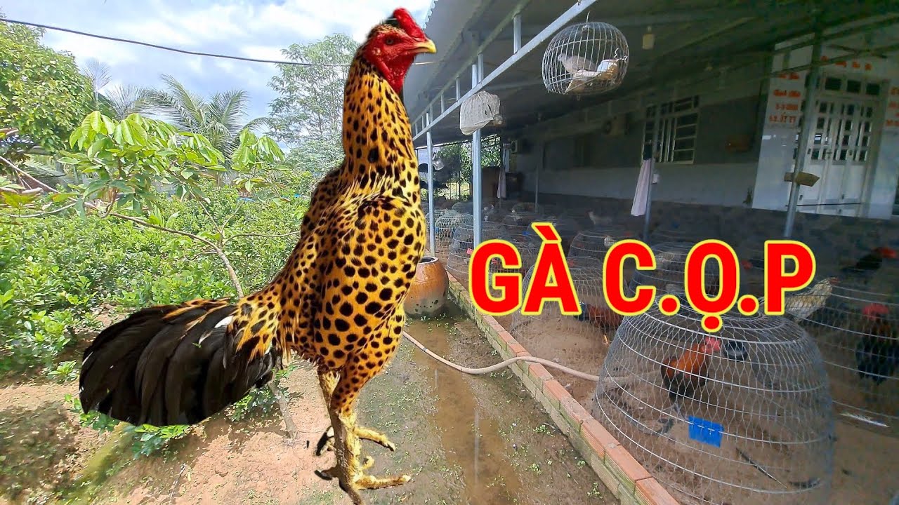 TâpO988/45/85/44 Lâu rồi mới về thăm trang trại của Anh Tùng
