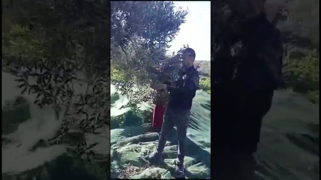 La récolte de olives dans l'oliveraie dans les collines de Ghardeya