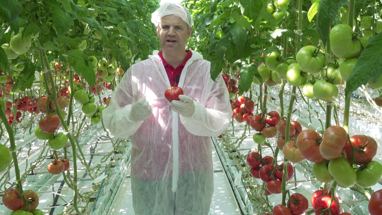 “Wij delen uw passie voor tomaat”