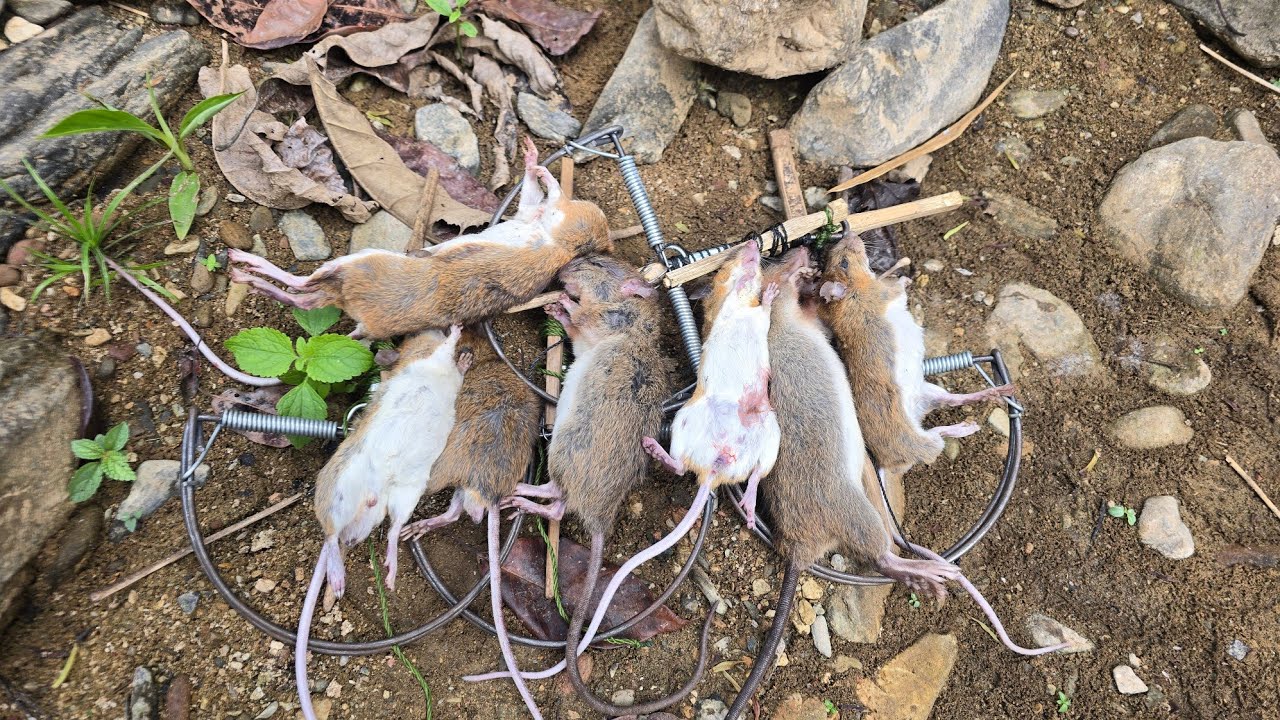 Go look at the traps in the forest. 23/1/2026