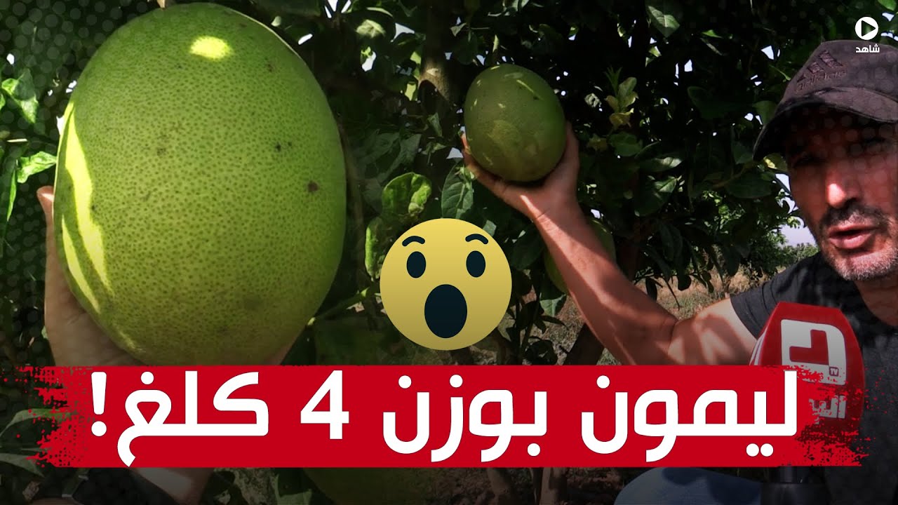 فلاح من البويرة يتمكن من تطوير إنتاج الحمضيات ليصل وزن الحبة الواحدة من الليمون 4 كيلوغرامات