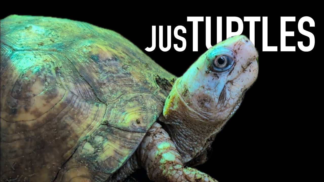 A Turtle Oasis In The Desert