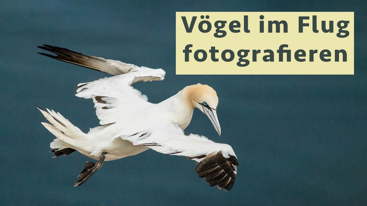 Fliegende Vögel fotografieren - 5 Tipps für scharfe & gelungene Flugbilder