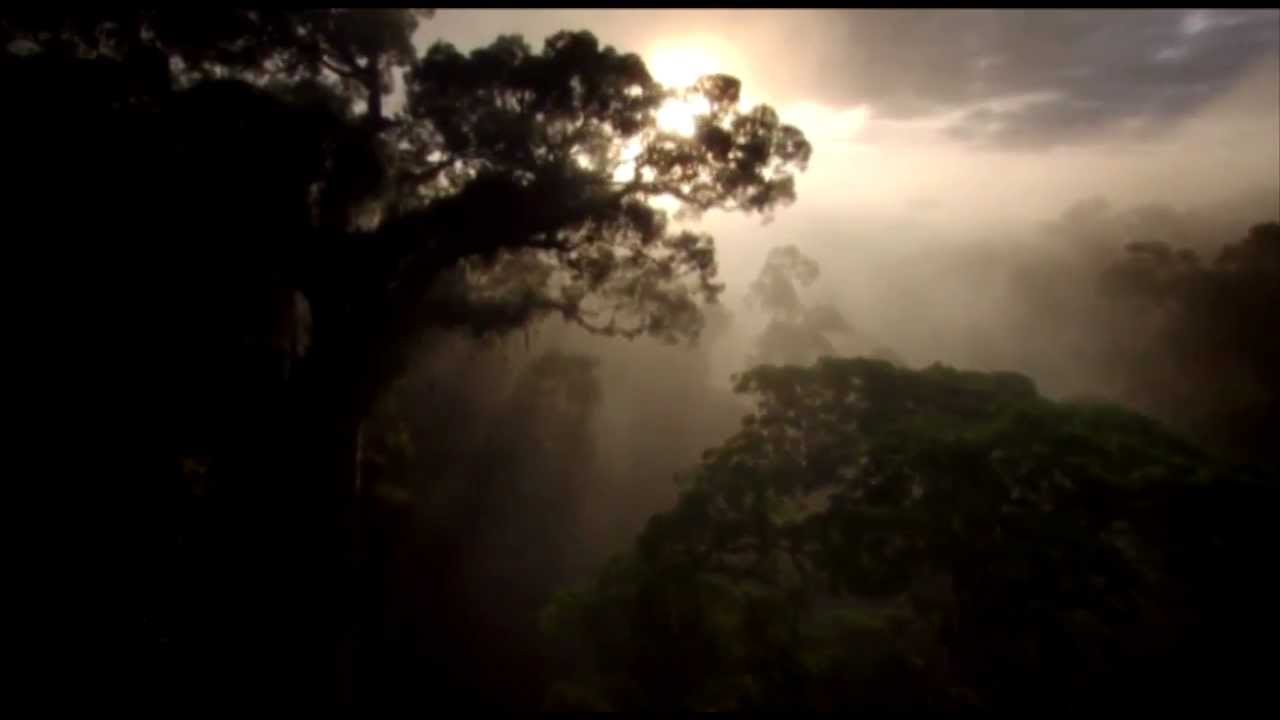 FEELING GOOD Wild-Life and Nature montage - Slow Motion + Timelapse