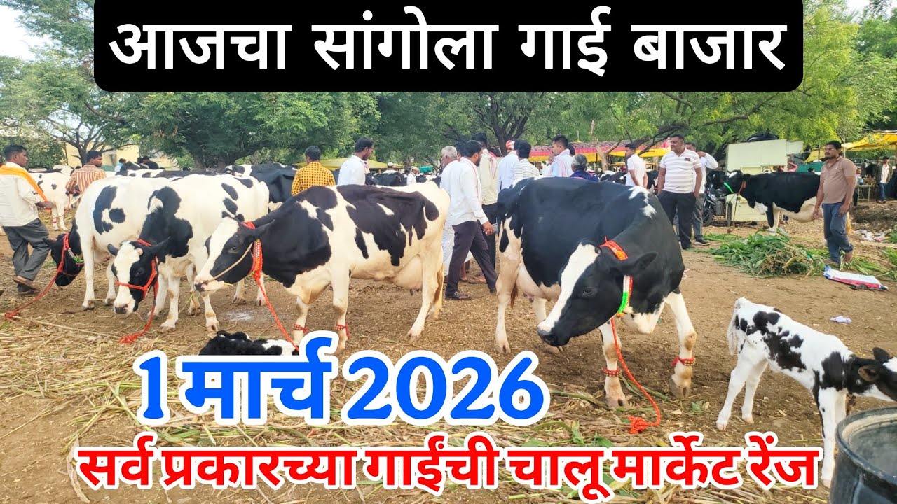 आजचा सांगोला गाई बाजार 1 मार्च, सर्व प्रकारच्या गाईंची चालू मार्केट रेंज Sangola cow market 