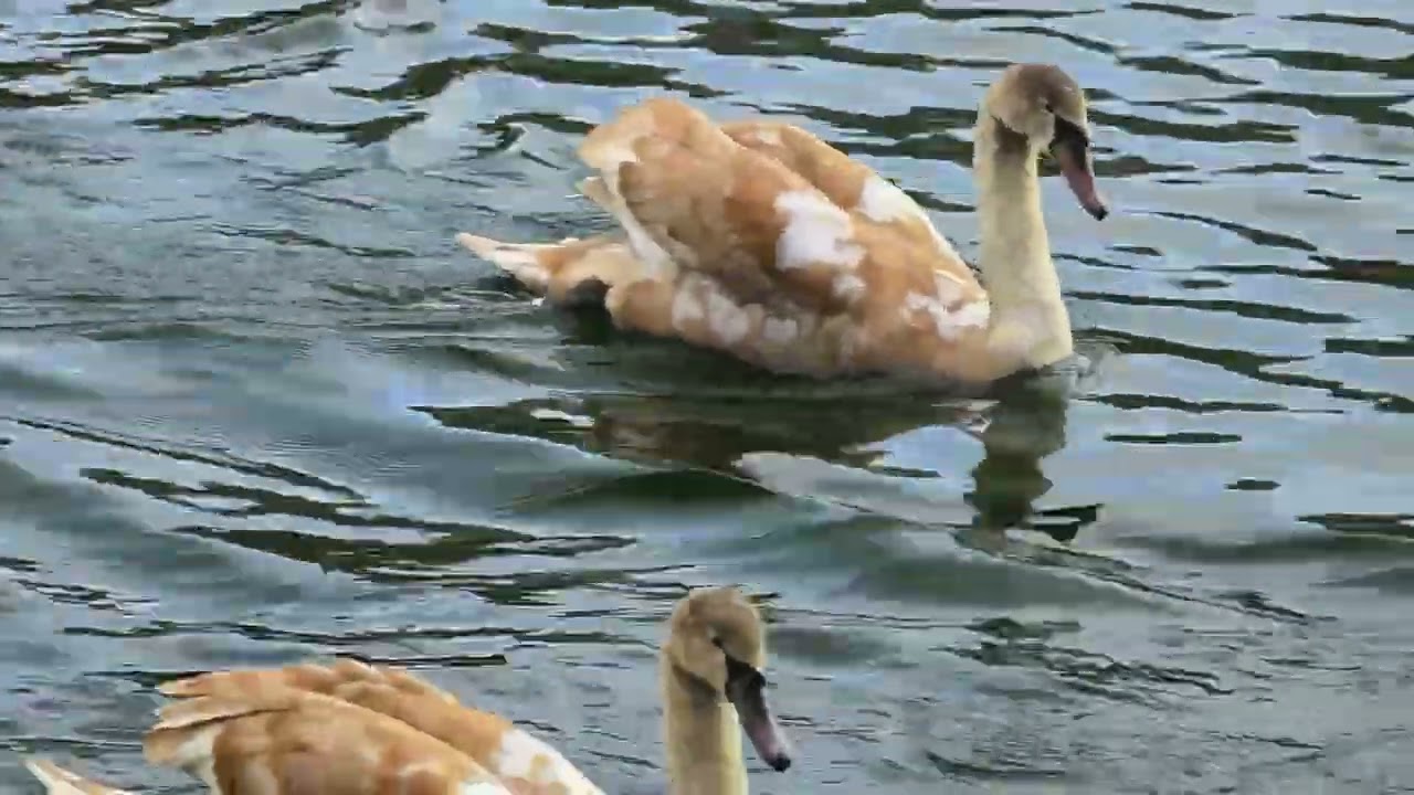 Places To Visit Stokey Dave Does Bathpool Country Park