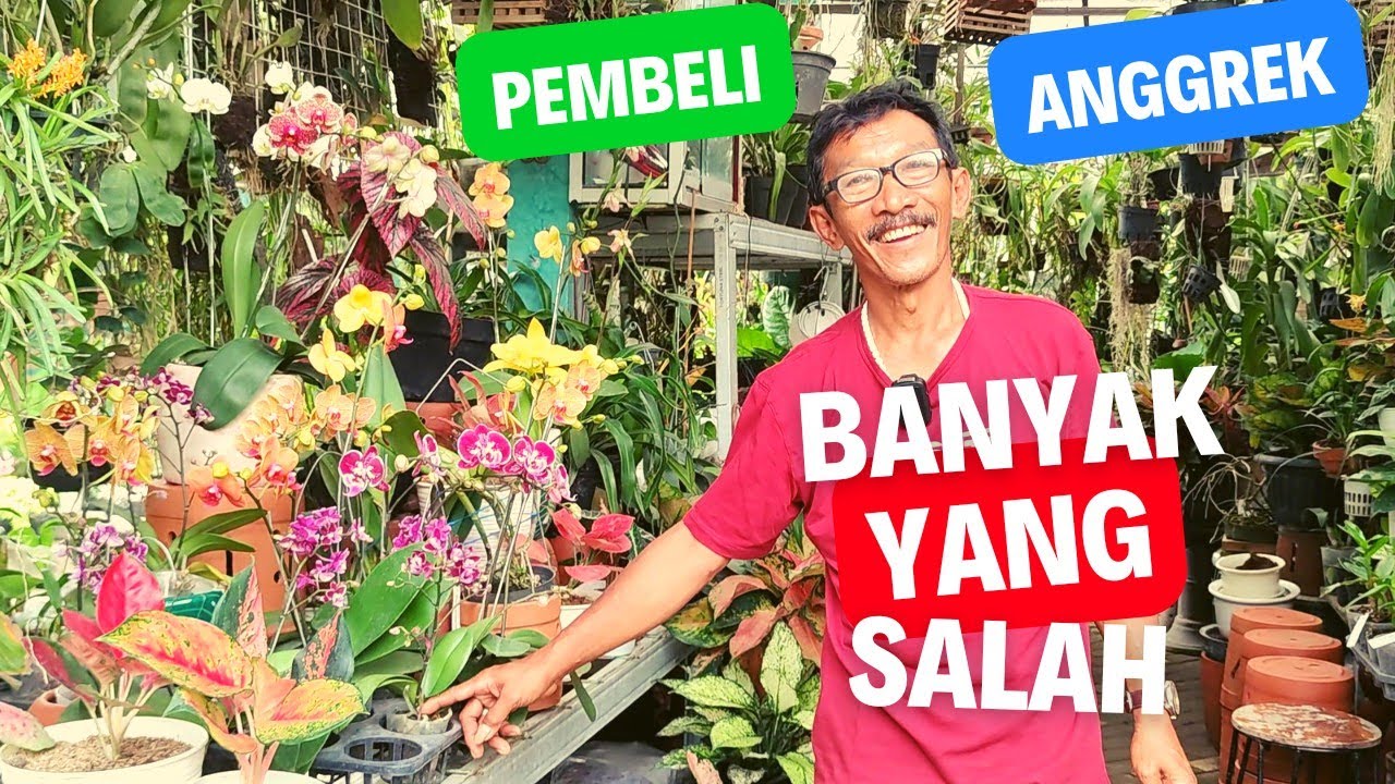 TIPS MERAWAT ANGGREK UNTUK PEMULA.