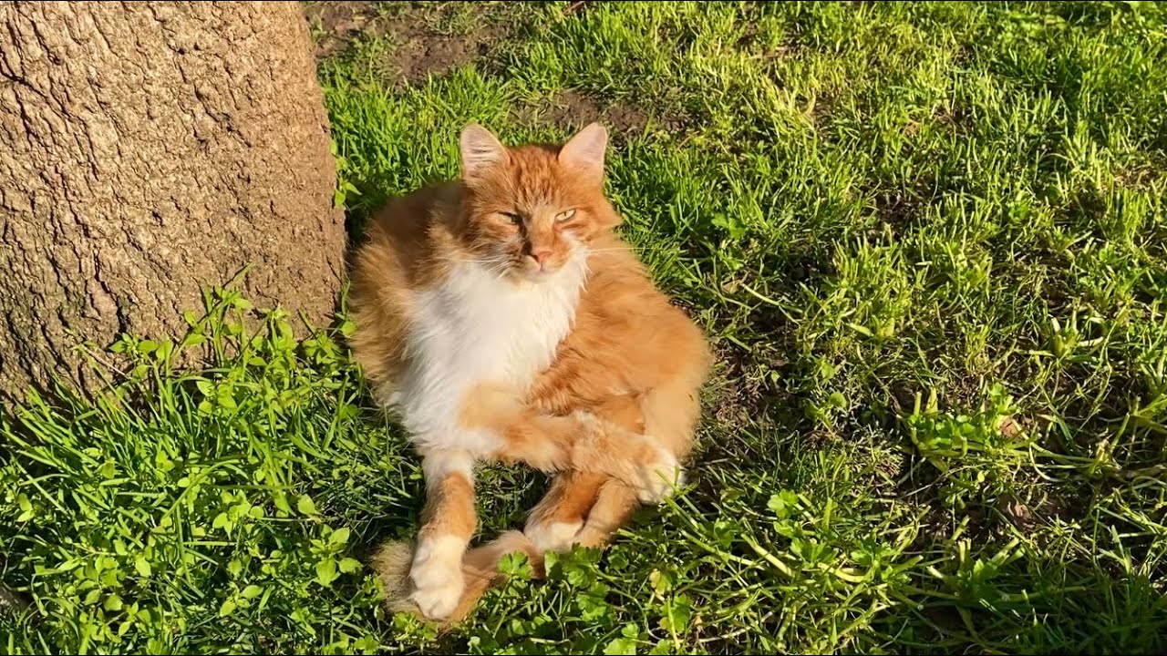 The park is home to incredibly beautiful cats. Only cats live in this park.