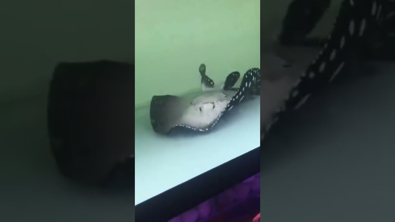 Hand-feeding a freshwater stingray! Typically, these fish don&rsquo;t lay upside-down like this. #viral