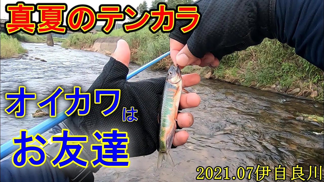 テンカラ練習でオイカワは丁度良いと思う2021.07伊自良川