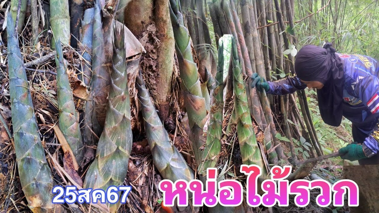 เข้าป่าหาหน่อไม้รวก หน่องามๆออกหลายคัก เอามาทำ(หน่อไม้ซิ่ง) ถนอมอาหารแบบภูมิปัญญาชาวบ้านไว้กินข้ามปี