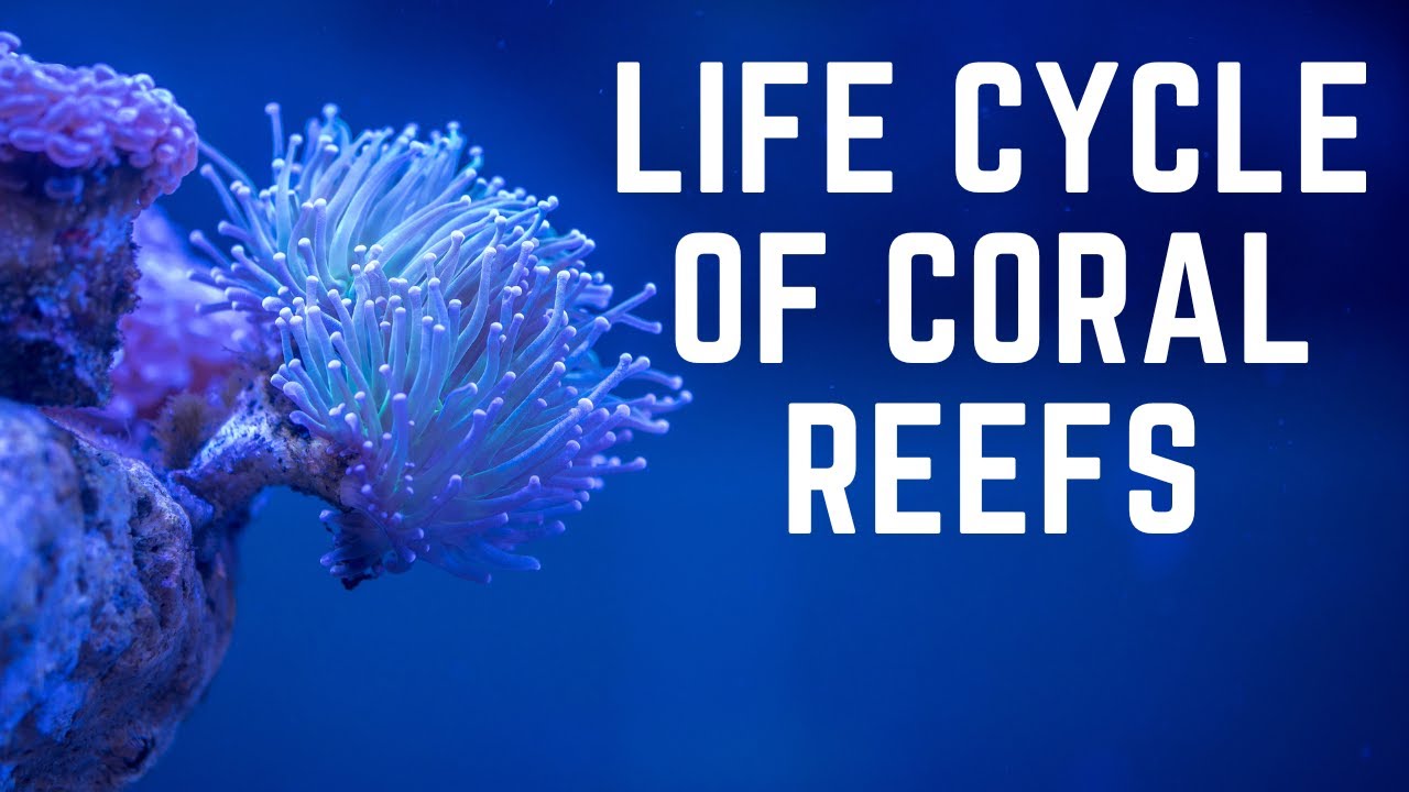 The Fascinating Life Cycle of Coral Reefs: From Planulae to Coral Colonies