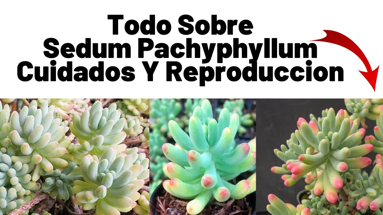 Guia Completa Sobre Sedum Pachyphyllum (NARIZ DE PAYAZO)