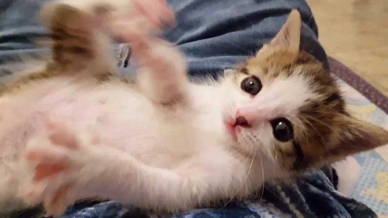 Kitten Archie Playtime
