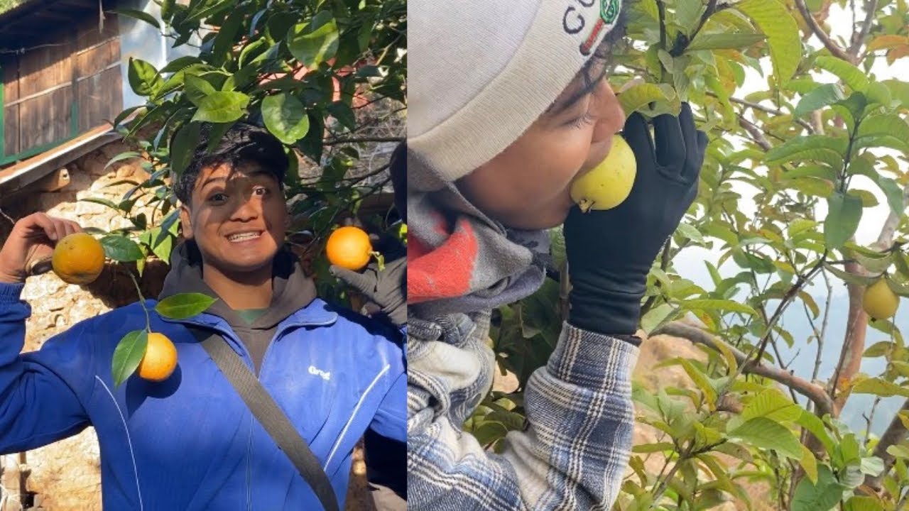 Gau tira falful hunting 😋.Rukh mai chadera belauti khadai 🤣