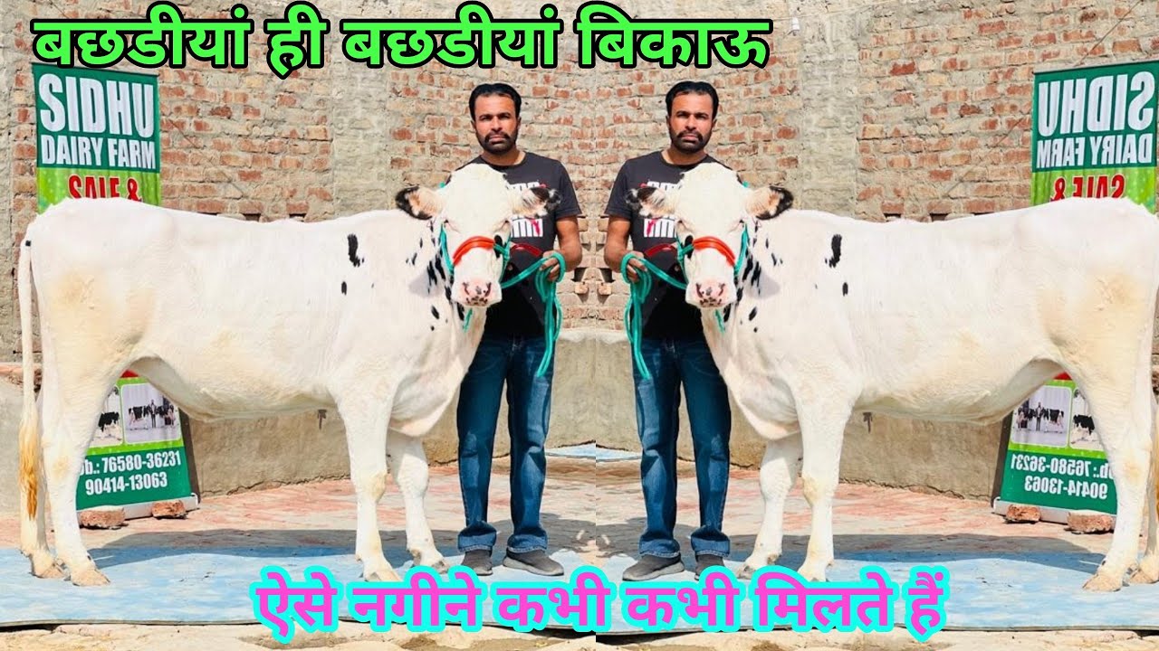 बछडीयां ही बछडीयां बिकाऊ!! Top Breed Pregnant Heifers for sale at Sidhu Dairy Farm, Bathinda