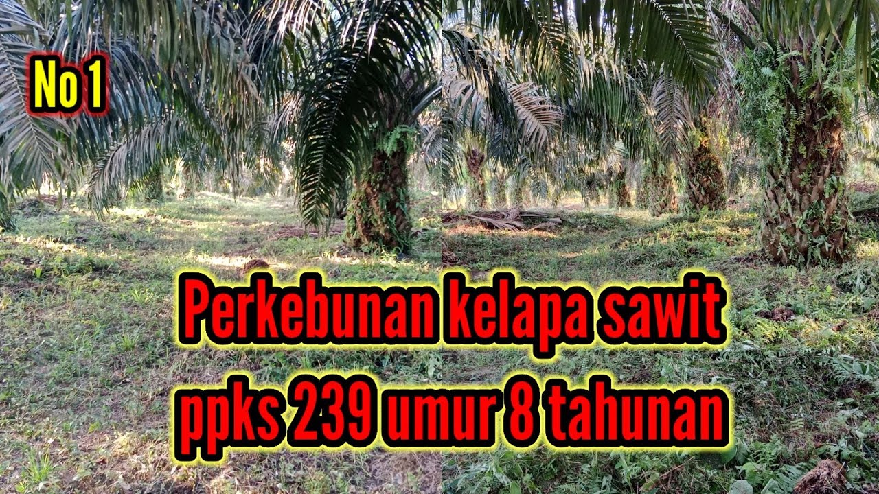 Ppks 239 Umur 8 tahunan