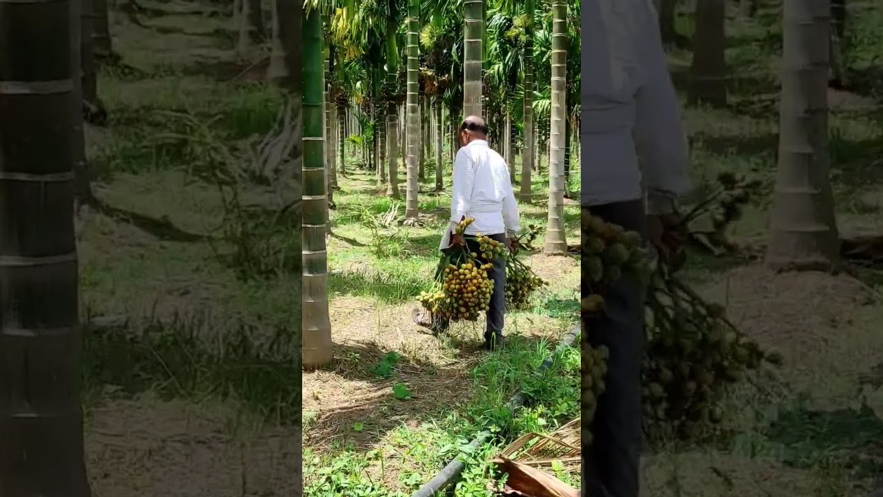 ಅಡಿಕೆ ARECANUT HARVESTING | Betel nut /Areca nut Farming #short #agriculture #haverianfarmer